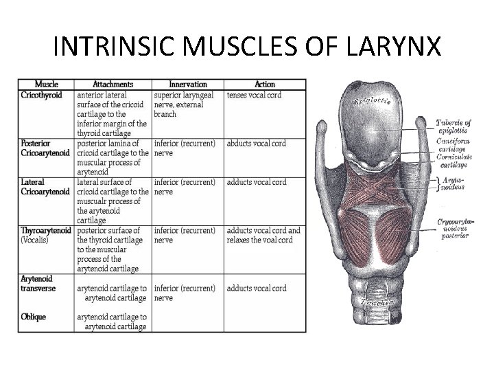 INTRINSIC MUSCLES OF LARYNX 