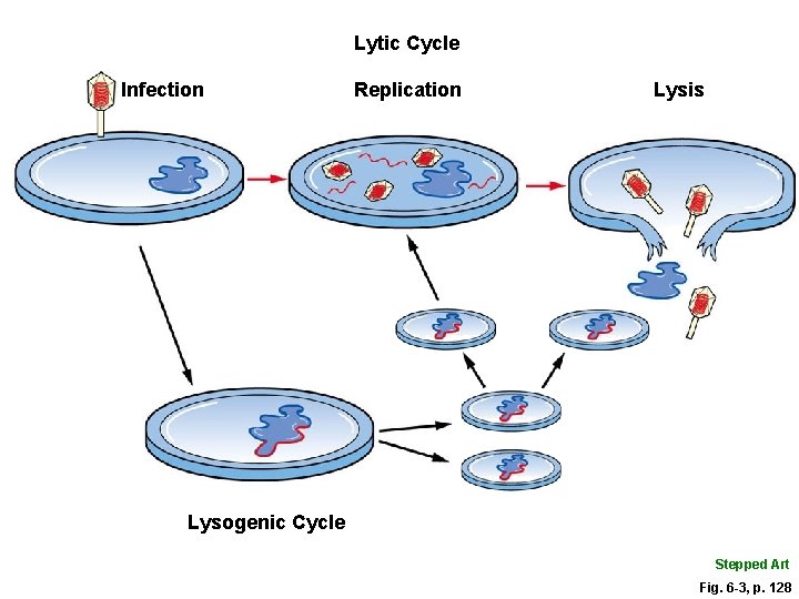 Lytic Cycle Infection Replication Lysis Lysogenic Cycle Stepped Art Fig. 6 -3, p. 128