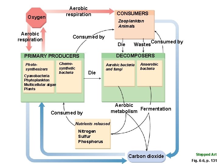 Aerobic respiration Oxygen CONSUMERS Zooplankton Animals Aerobic respiration Consumed by Die DECOMPOSERS PRIMARY PRODUCERS