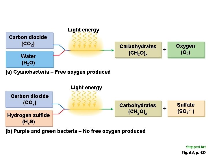 Light energy Carbon dioxide (CO 2) Water (H 2 O) Carbohydrates (CH 2 O)x