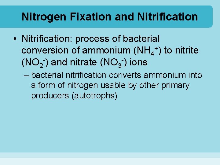 Nitrogen Fixation and Nitrification • Nitrification: process of bacterial conversion of ammonium (NH 4+)