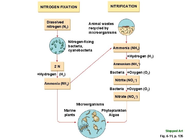 NITRIFICATION NITROGEN FIXATION Dissolved nitrogen (N 2) Animal wastes recycled by microorganisms Nitrogen-fixing bacteria,