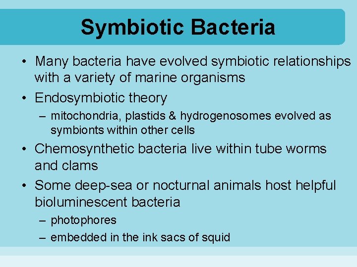 Symbiotic Bacteria • Many bacteria have evolved symbiotic relationships with a variety of marine