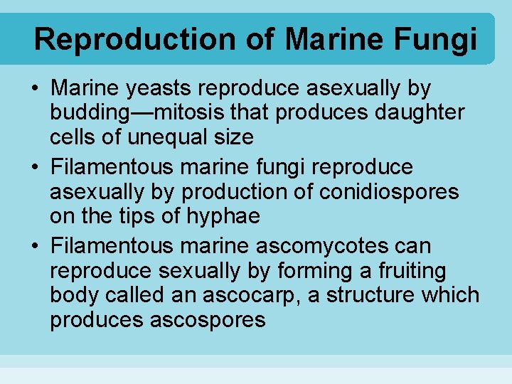 Reproduction of Marine Fungi • Marine yeasts reproduce asexually by budding—mitosis that produces daughter