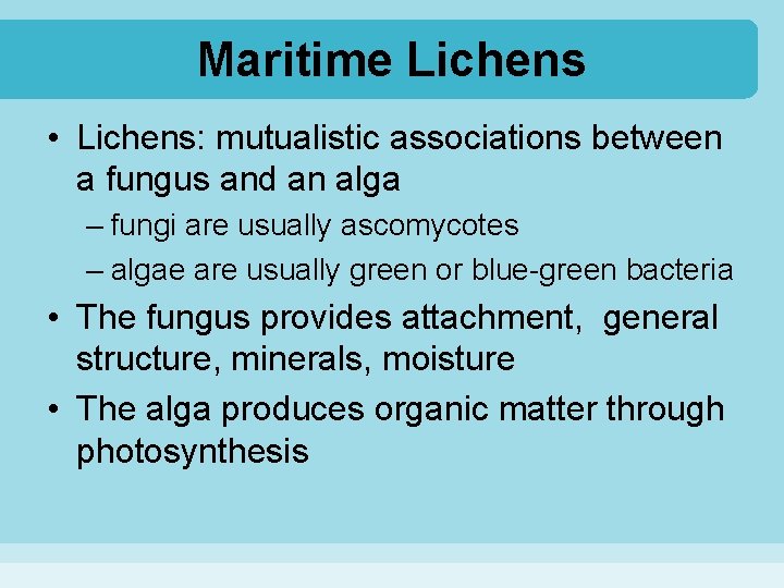 Maritime Lichens • Lichens: mutualistic associations between a fungus and an alga – fungi