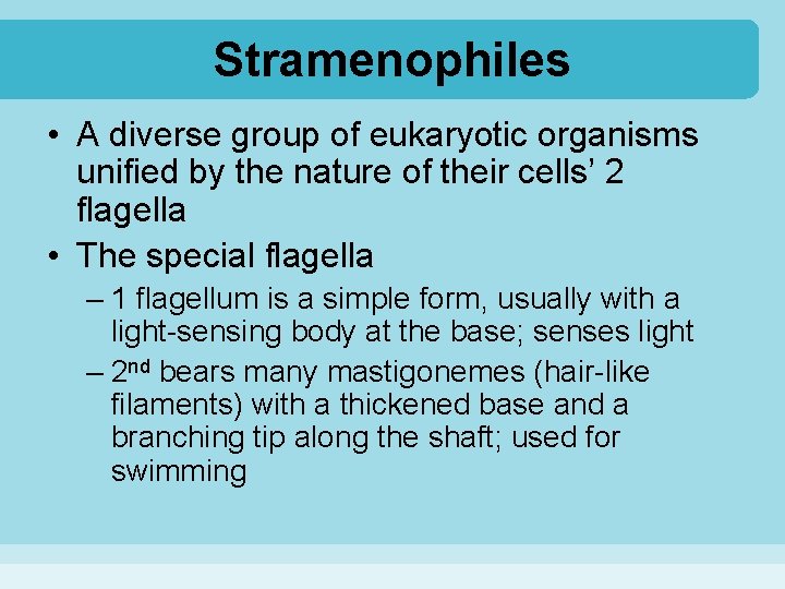 Stramenophiles • A diverse group of eukaryotic organisms unified by the nature of their