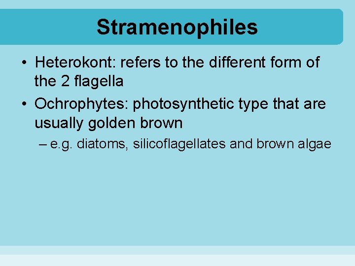 Stramenophiles • Heterokont: refers to the different form of the 2 flagella • Ochrophytes: