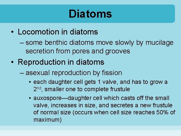 Diatoms • Locomotion in diatoms – some benthic diatoms move slowly by mucilage secretion