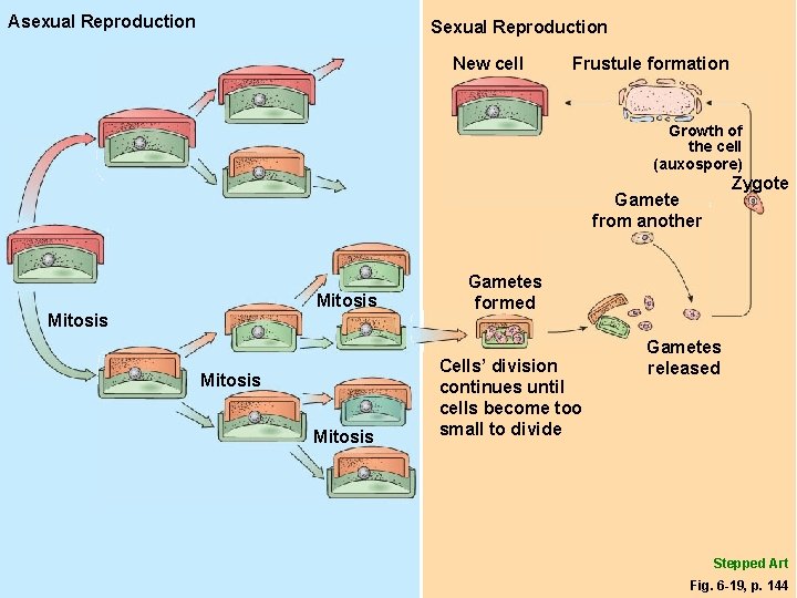 Asexual Reproduction Sexual Reproduction New cell Frustule formation Growth of the cell (auxospore) Zygote