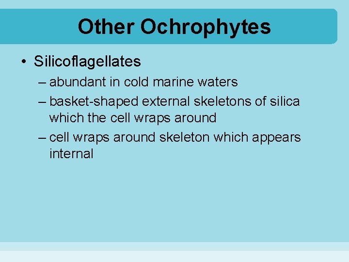 Other Ochrophytes • Silicoflagellates – abundant in cold marine waters – basket-shaped external skeletons
