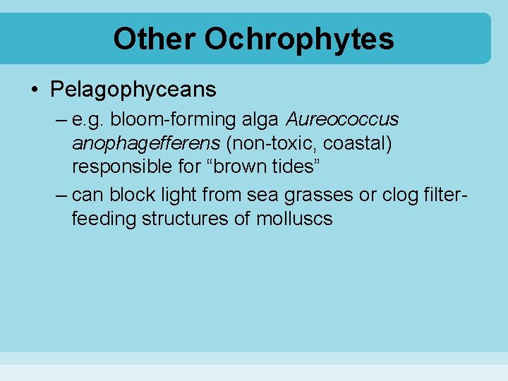 Other Ochrophytes • Pelagophyceans – e. g. bloom-forming alga Aureococcus anophagefferens (non-toxic, coastal) responsible