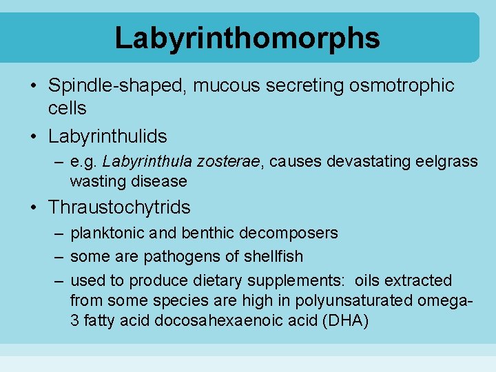 Labyrinthomorphs • Spindle-shaped, mucous secreting osmotrophic cells • Labyrinthulids – e. g. Labyrinthula zosterae,