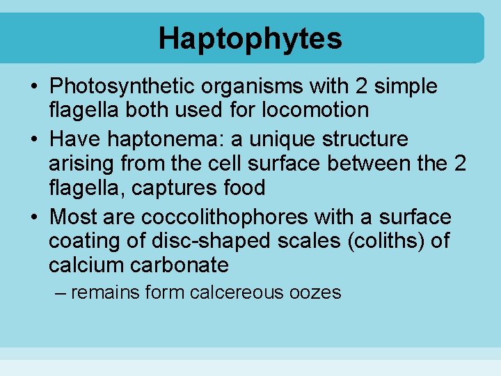Haptophytes • Photosynthetic organisms with 2 simple flagella both used for locomotion • Have