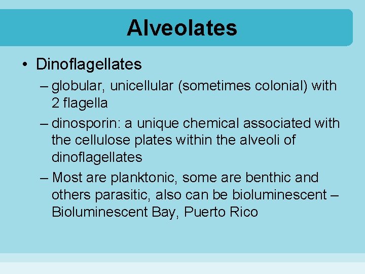 Alveolates • Dinoflagellates – globular, unicellular (sometimes colonial) with 2 flagella – dinosporin: a