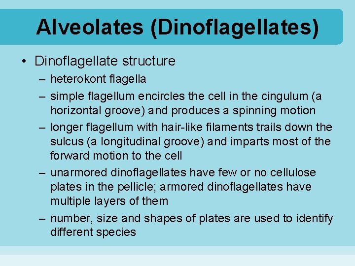 Alveolates (Dinoflagellates) • Dinoflagellate structure – heterokont flagella – simple flagellum encircles the cell