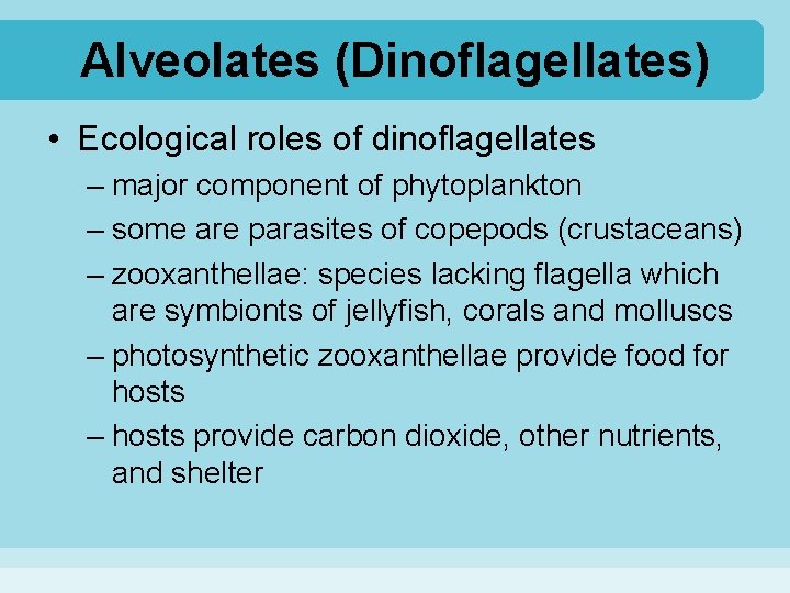 Alveolates (Dinoflagellates) • Ecological roles of dinoflagellates – major component of phytoplankton – some