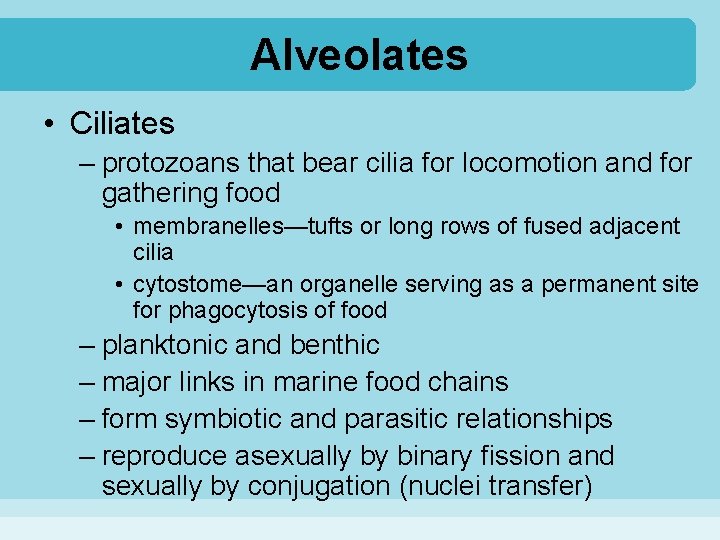 Alveolates • Ciliates – protozoans that bear cilia for locomotion and for gathering food