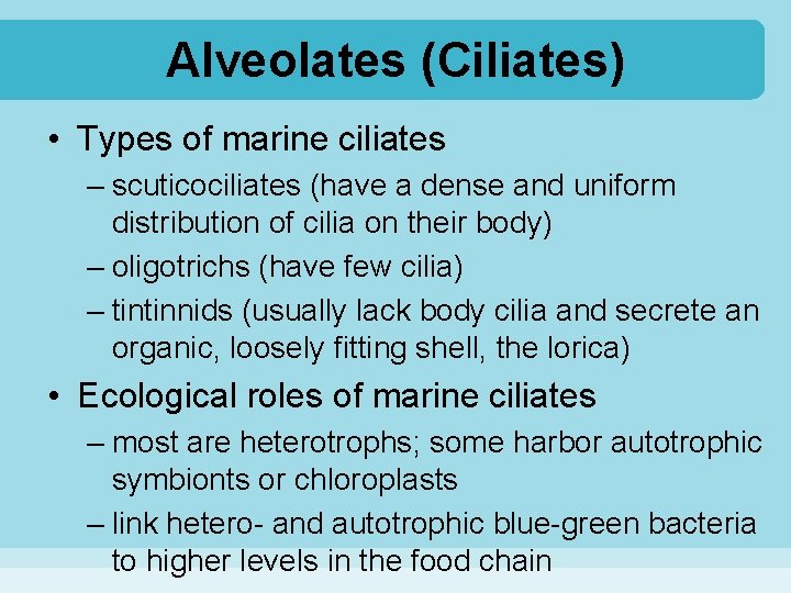 Alveolates (Ciliates) • Types of marine ciliates – scuticociliates (have a dense and uniform