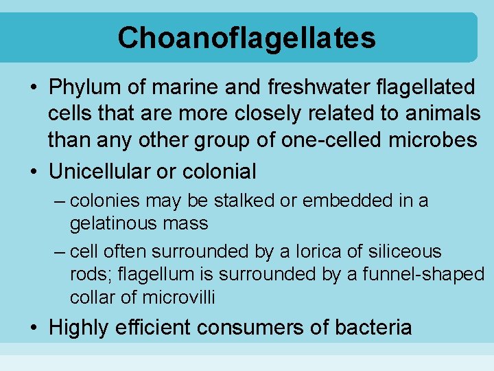 Choanoflagellates • Phylum of marine and freshwater flagellated cells that are more closely related