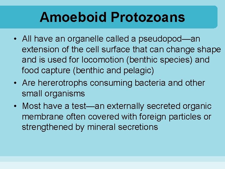 Amoeboid Protozoans • All have an organelle called a pseudopod—an extension of the cell