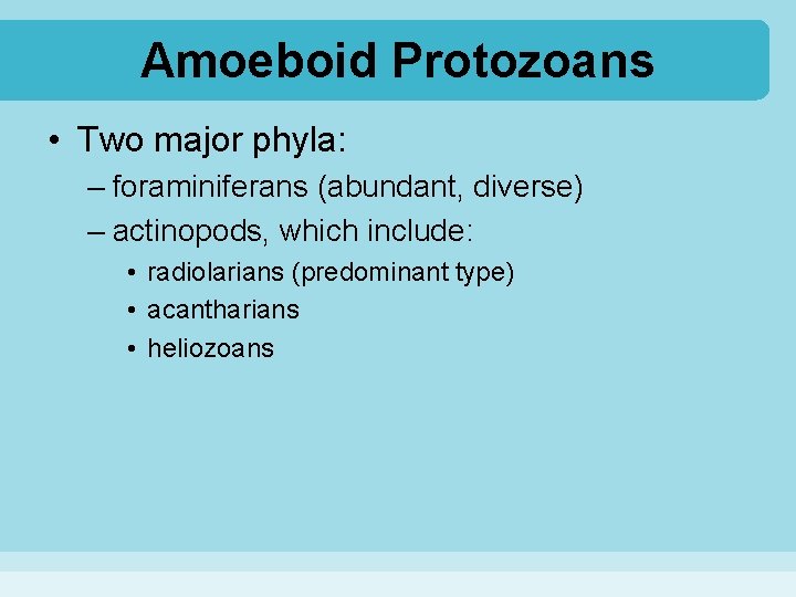 Amoeboid Protozoans • Two major phyla: – foraminiferans (abundant, diverse) – actinopods, which include: