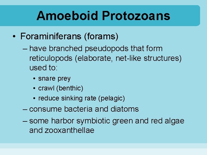 Amoeboid Protozoans • Foraminiferans (forams) – have branched pseudopods that form reticulopods (elaborate, net-like