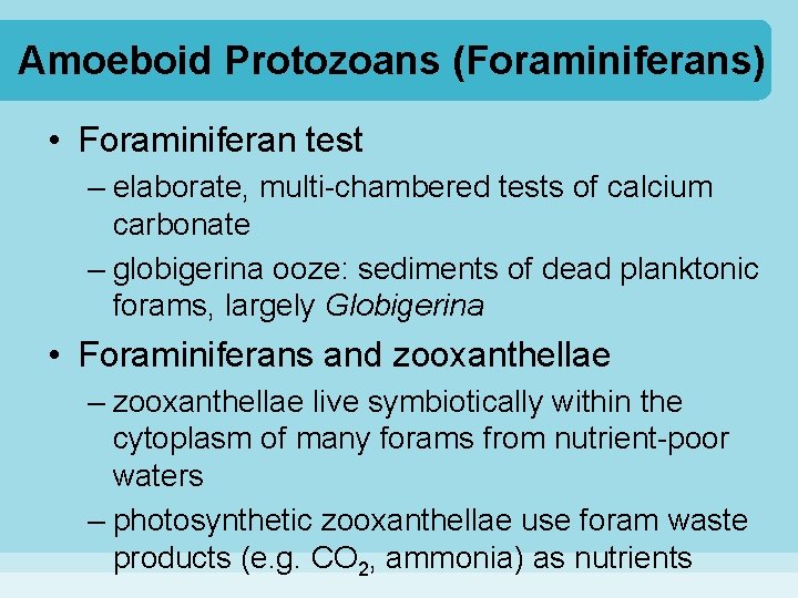Amoeboid Protozoans (Foraminiferans) • Foraminiferan test – elaborate, multi-chambered tests of calcium carbonate –
