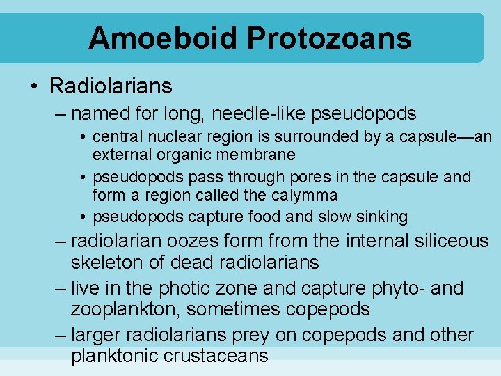 Amoeboid Protozoans • Radiolarians – named for long, needle-like pseudopods • central nuclear region