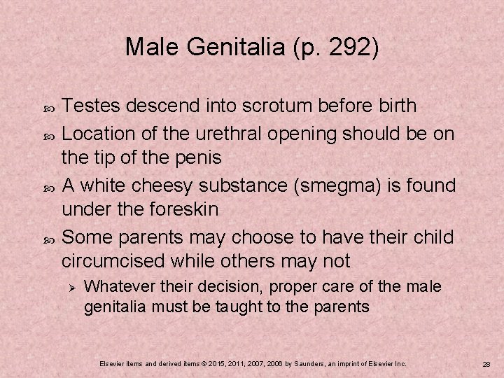 Male Genitalia (p. 292) Testes descend into scrotum before birth Location of the urethral