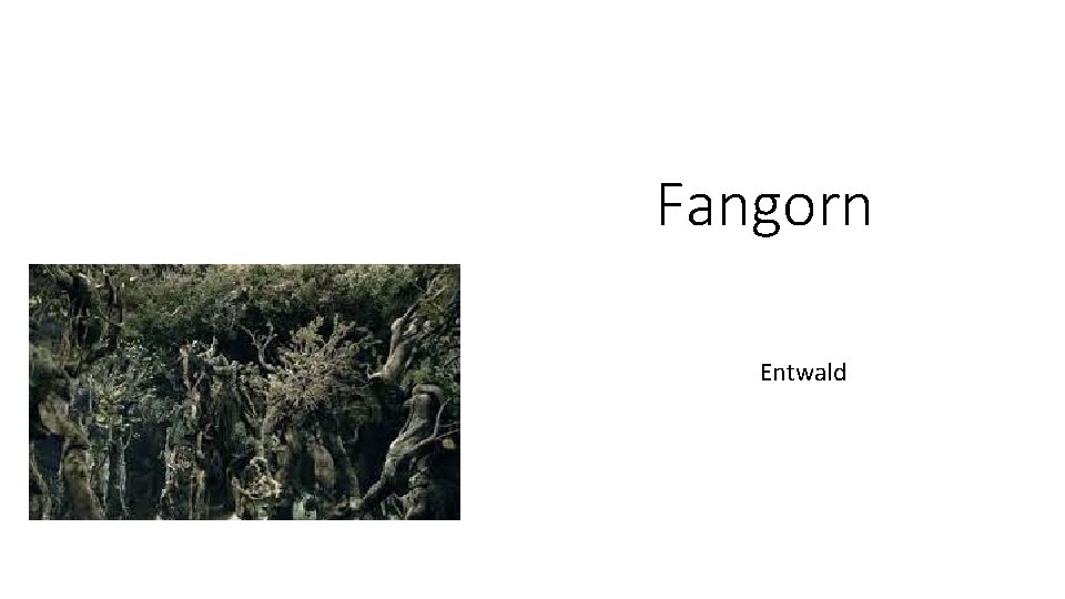 Fangorn Entwald 