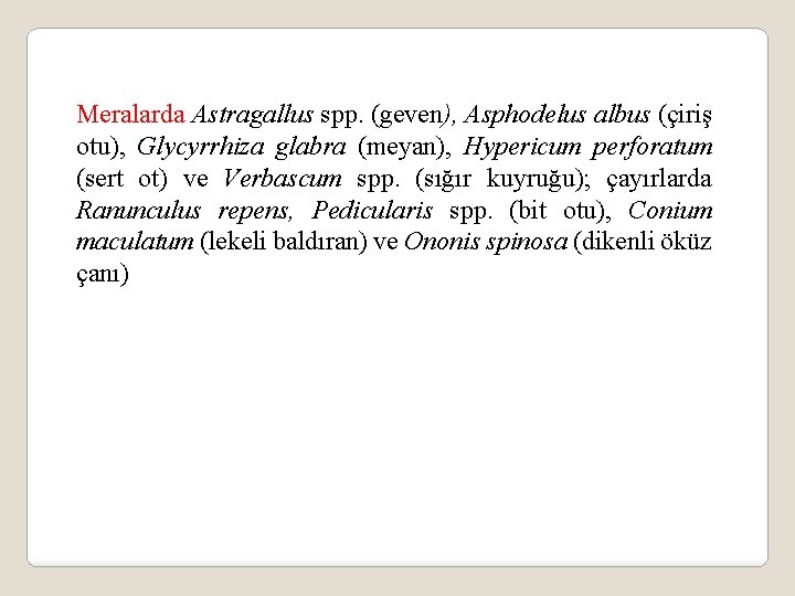 Meralarda Astragallus spp. (geven), Asphodelus albus (çiriş otu), Glycyrrhiza glabra (meyan), Hypericum perforatum (sert