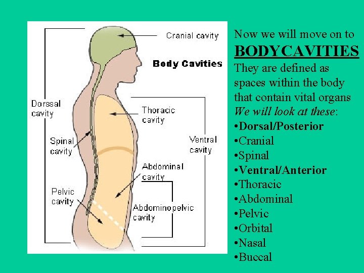 Now we will move on to BODYCAVITIES They are defined as spaces within the