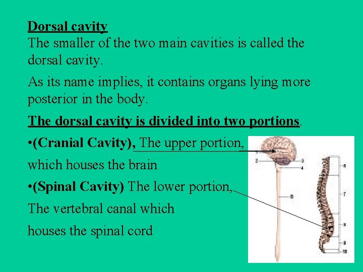 Dorsal cavity The smaller of the two main cavities is called the dorsal cavity.