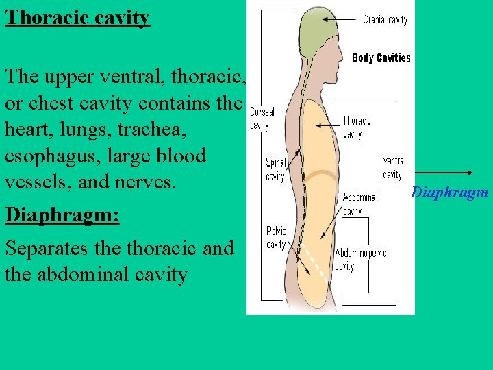 Thoracic cavity The upper ventral, thoracic, or chest cavity contains the heart, lungs, trachea,