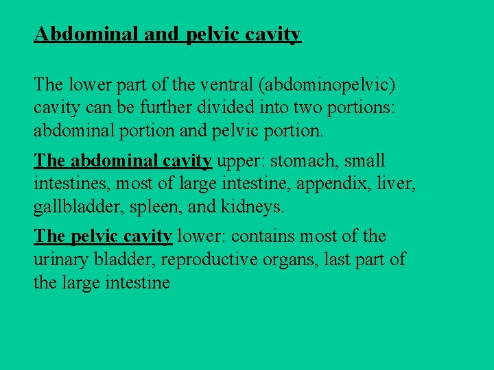 Abdominal and pelvic cavity The lower part of the ventral (abdominopelvic) cavity can be
