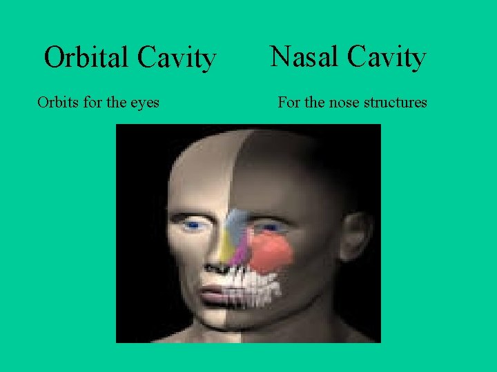 Orbital Cavity Orbits for the eyes Nasal Cavity For the nose structures 