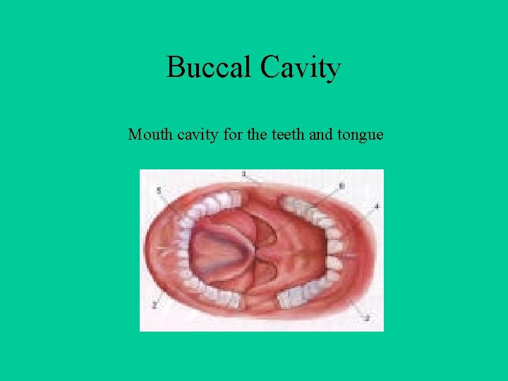 Buccal Cavity Mouth cavity for the teeth and tongue 