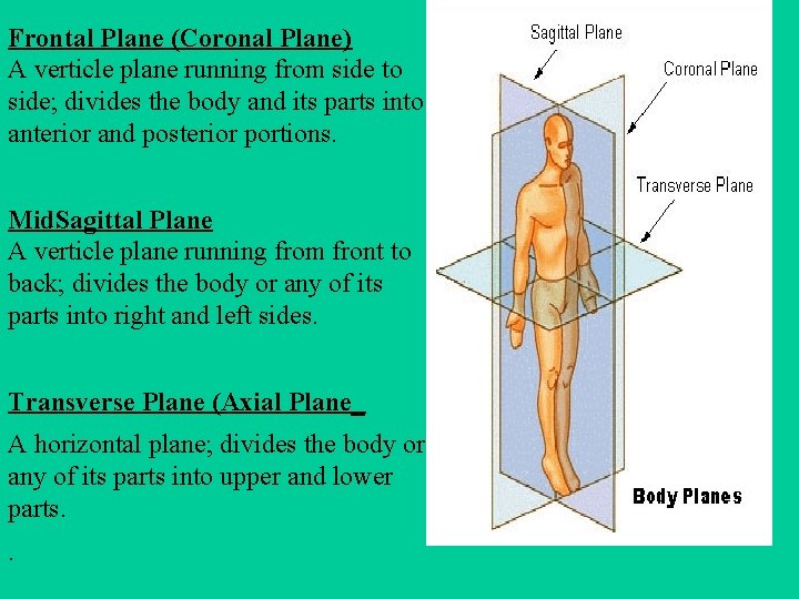 Frontal Plane (Coronal Plane) A verticle plane running from side to side; divides the