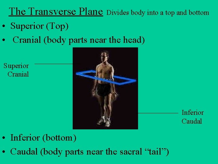 The Transverse Plane Divides body into a top and bottom • Superior (Top) •