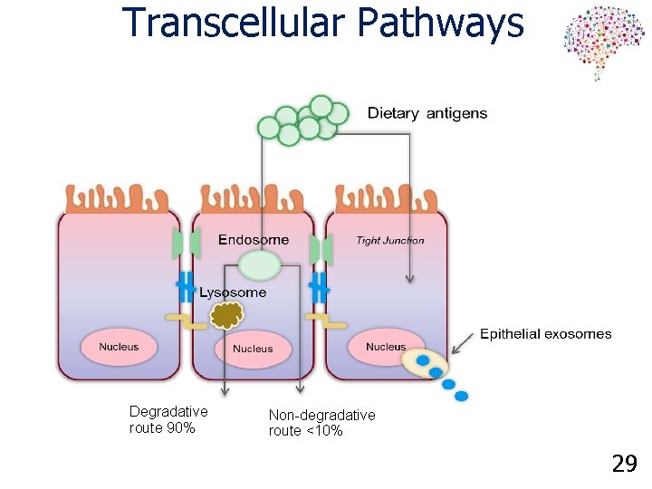 Transcellular Pathways Degradative route 90% Non-degradative route <10% 29 