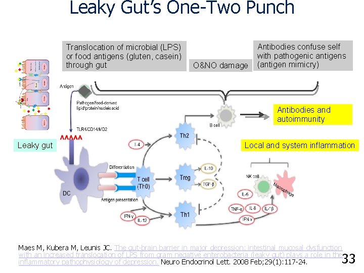 Leaky Gut’s One-Two Punch Translocation of microbial (LPS) or food antigens (gluten, casein) through