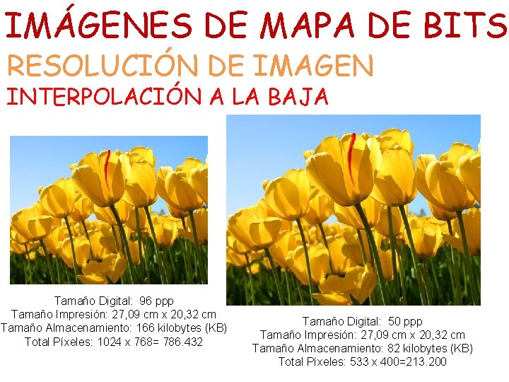 IMÁGENES DE MAPA DE BITS RESOLUCIÓN DE IMAGEN INTERPOLACIÓN A LA BAJA Tamaño Digital: