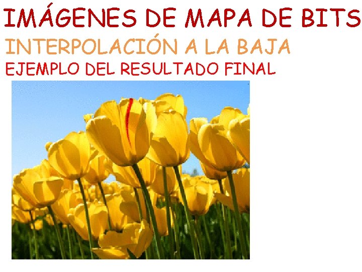 IMÁGENES DE MAPA DE BITS INTERPOLACIÓN A LA BAJA EJEMPLO DEL RESULTADO FINAL 
