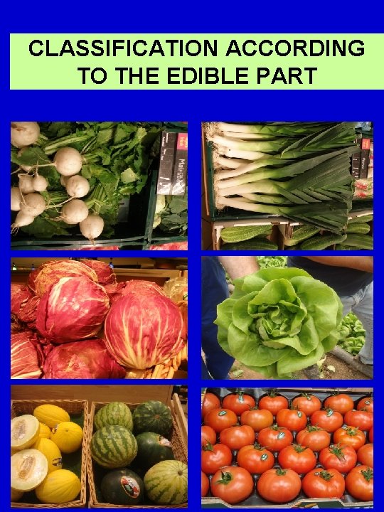 CLASSIFICATION ACCORDING TO THE EDIBLE PART 