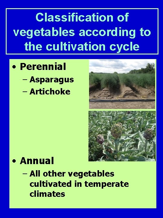 Classification of vegetables according to the cultivation cycle • Perennial – Asparagus – Artichoke