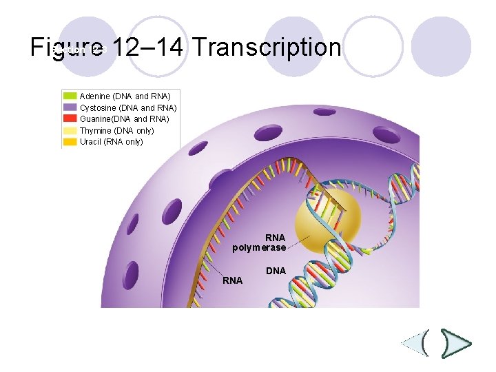 Figure 12– 14 Transcription Section 12 -3 Adenine (DNA and RNA) Cystosine (DNA and