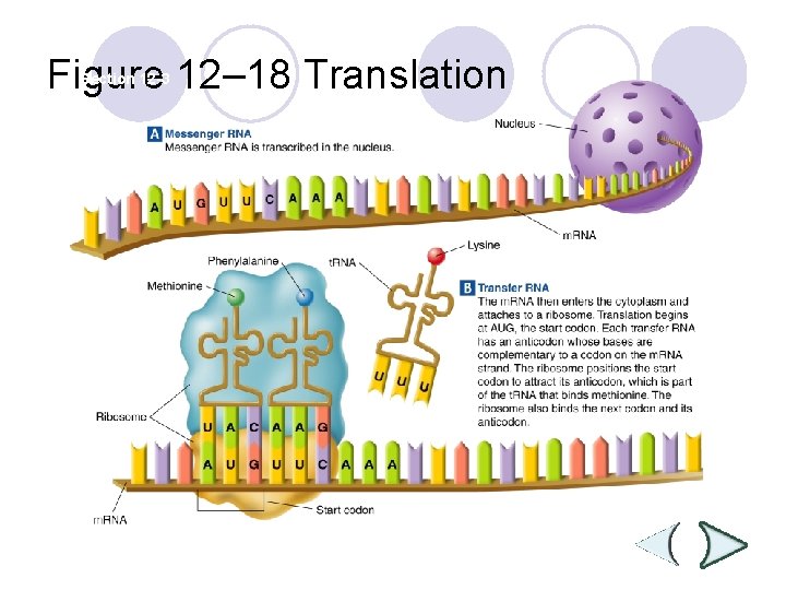 Figure 12– 18 Translation Section 12 -3 