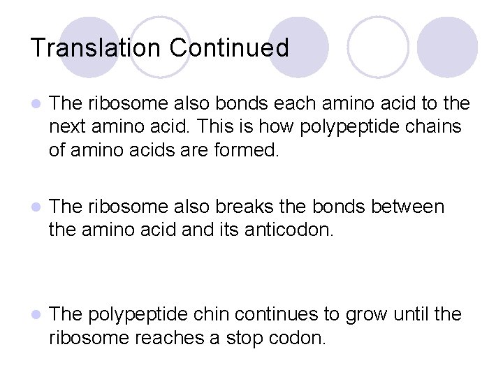 Translation Continued l The ribosome also bonds each amino acid to the next amino