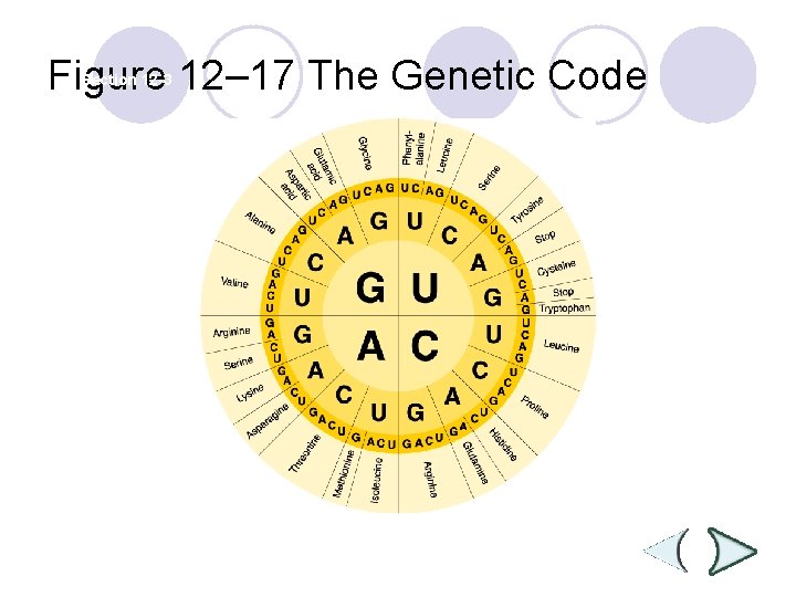 Figure 12– 17 The Genetic Code Section 12 -3 