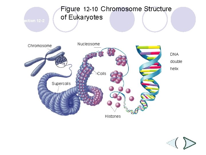 Figure 12 -10 Chromosome Structure of Eukaryotes Section 12 -2 Chromosome Nucleosome DNA double